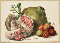 BB+ 003
<br/>
No 1. Pompelmoes of Djerok Matjan en bloesem No 2 Ramboetan of haarvrucht
<br/>
<em>Koning, Elisabeth Johanna (1816-1887)</em>